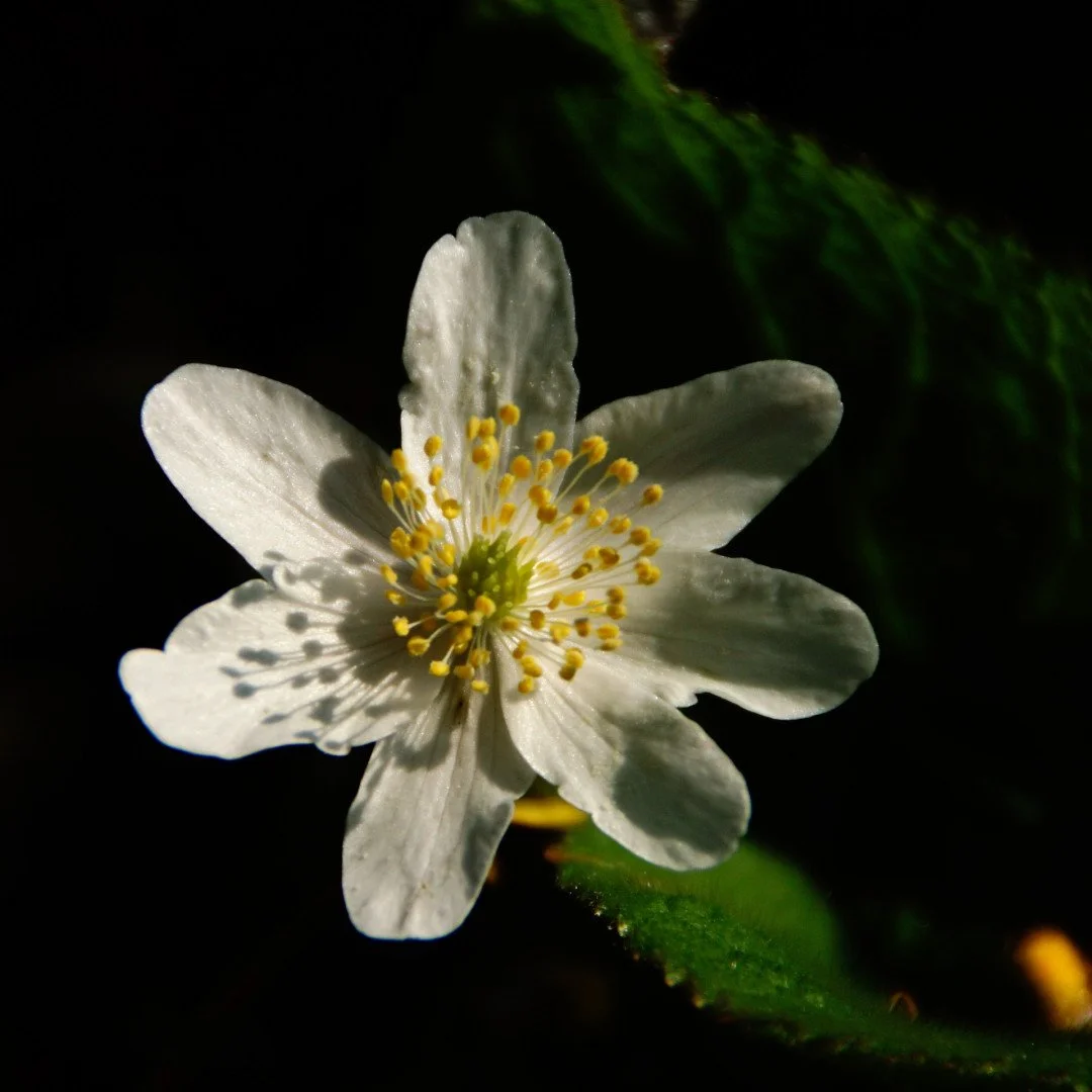 Anemone-sauvage_li.jpg