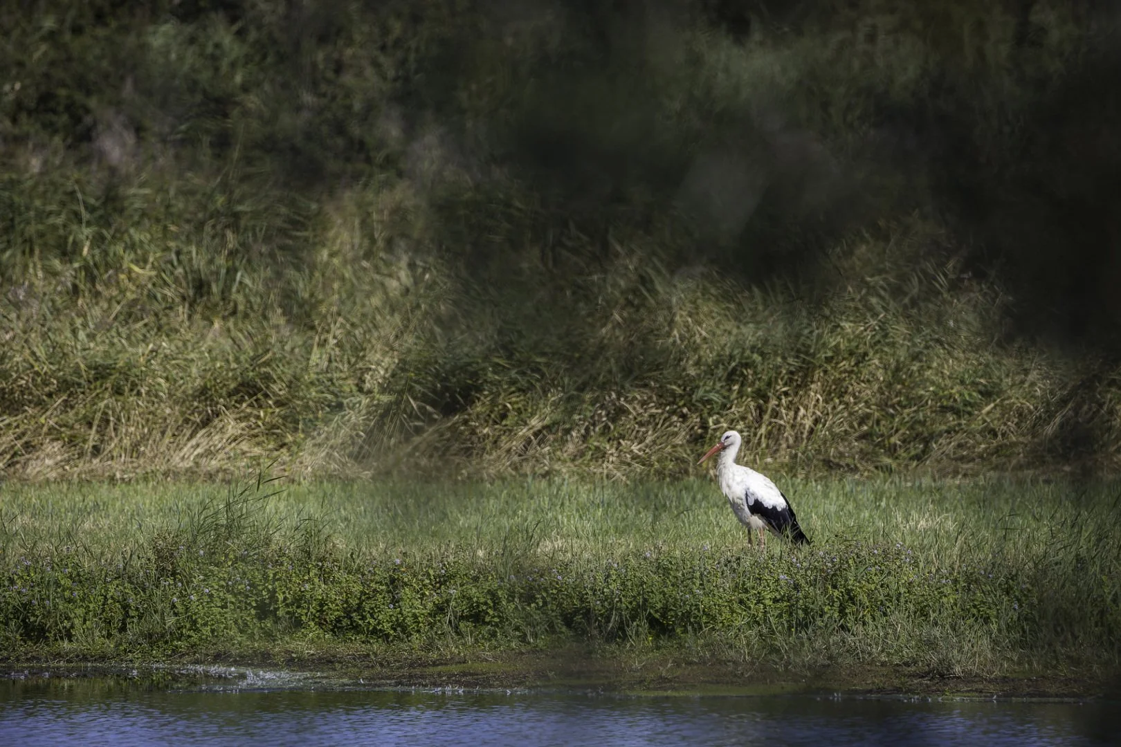 Cigogne-blanche.jpg