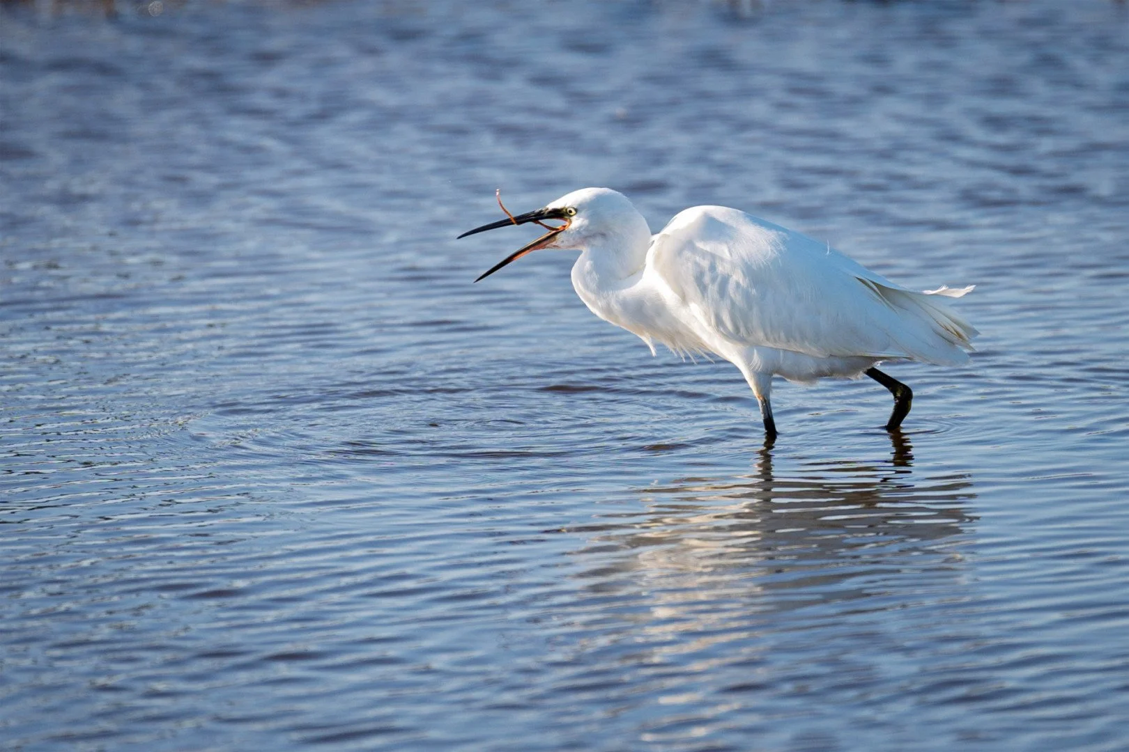 Aigrette-garzette-au-marais-de-Suscinio-56.jpg
