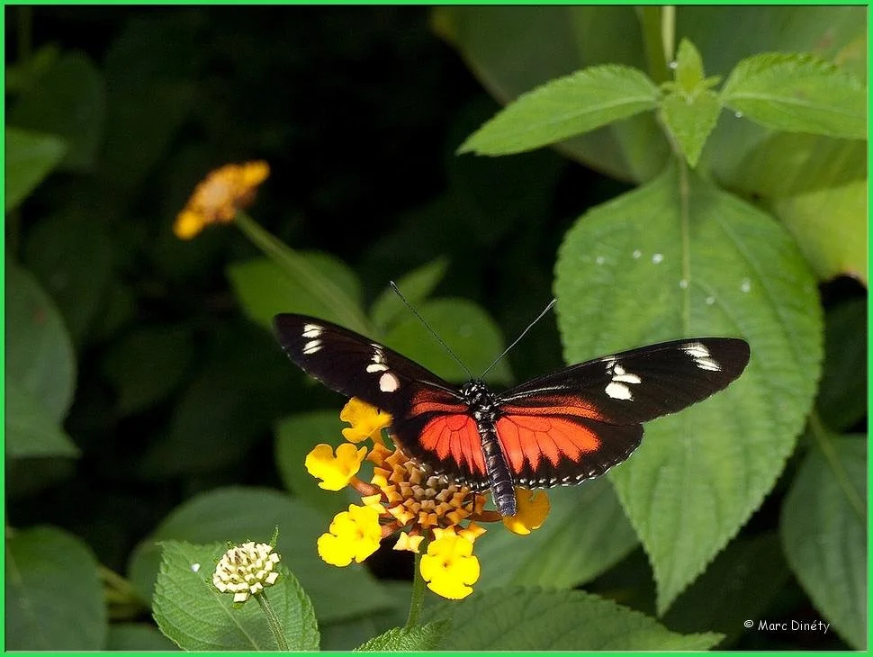 Serres aux papillons