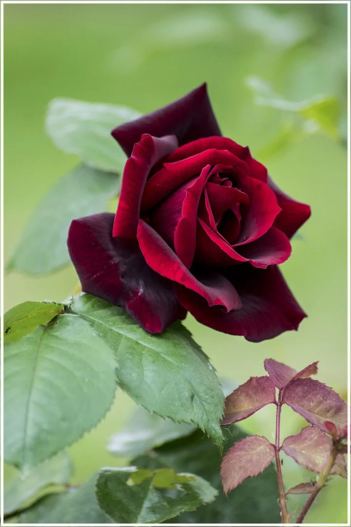 Roses-11.jpg