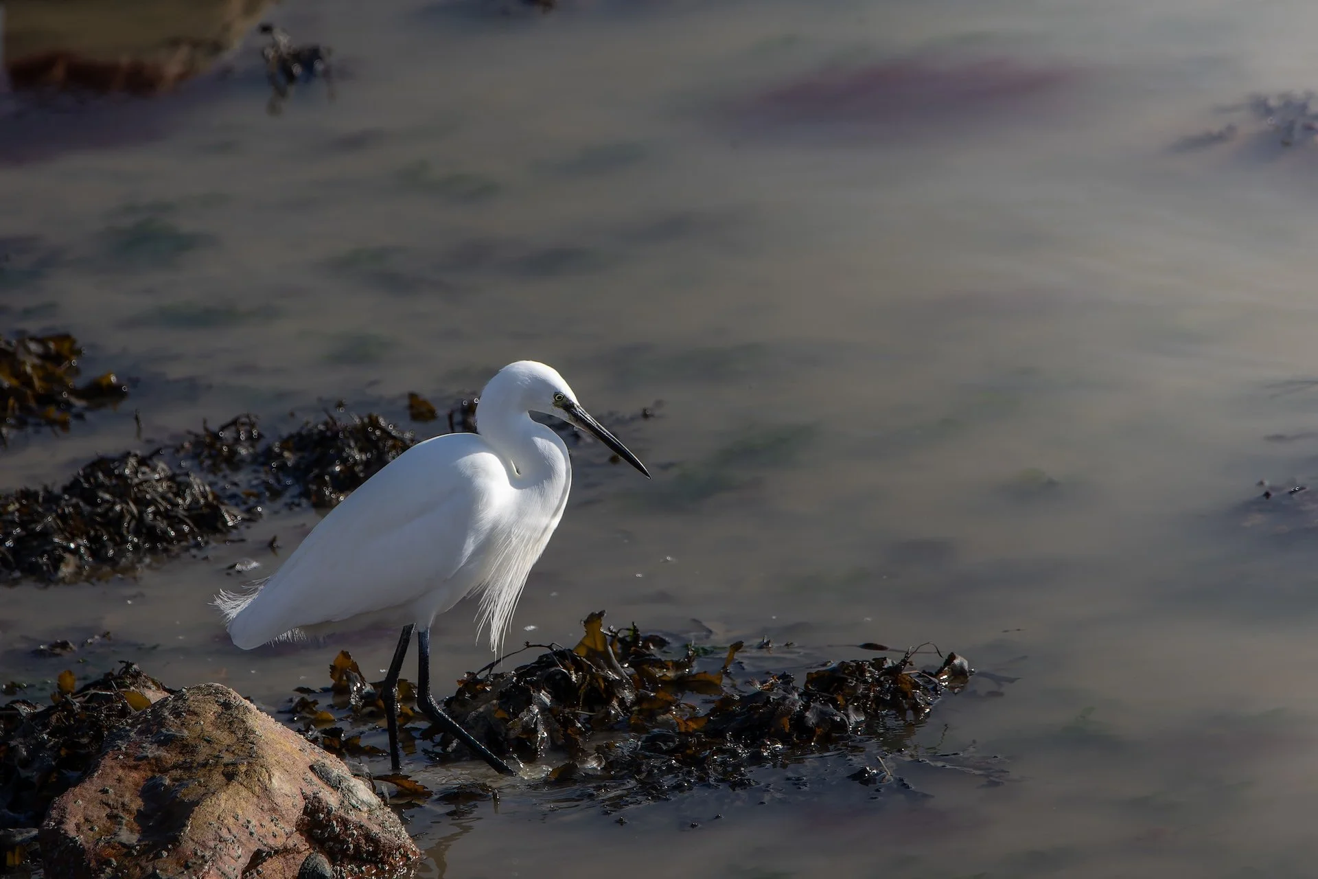PF_02 26_Aigrette garzette.jpg