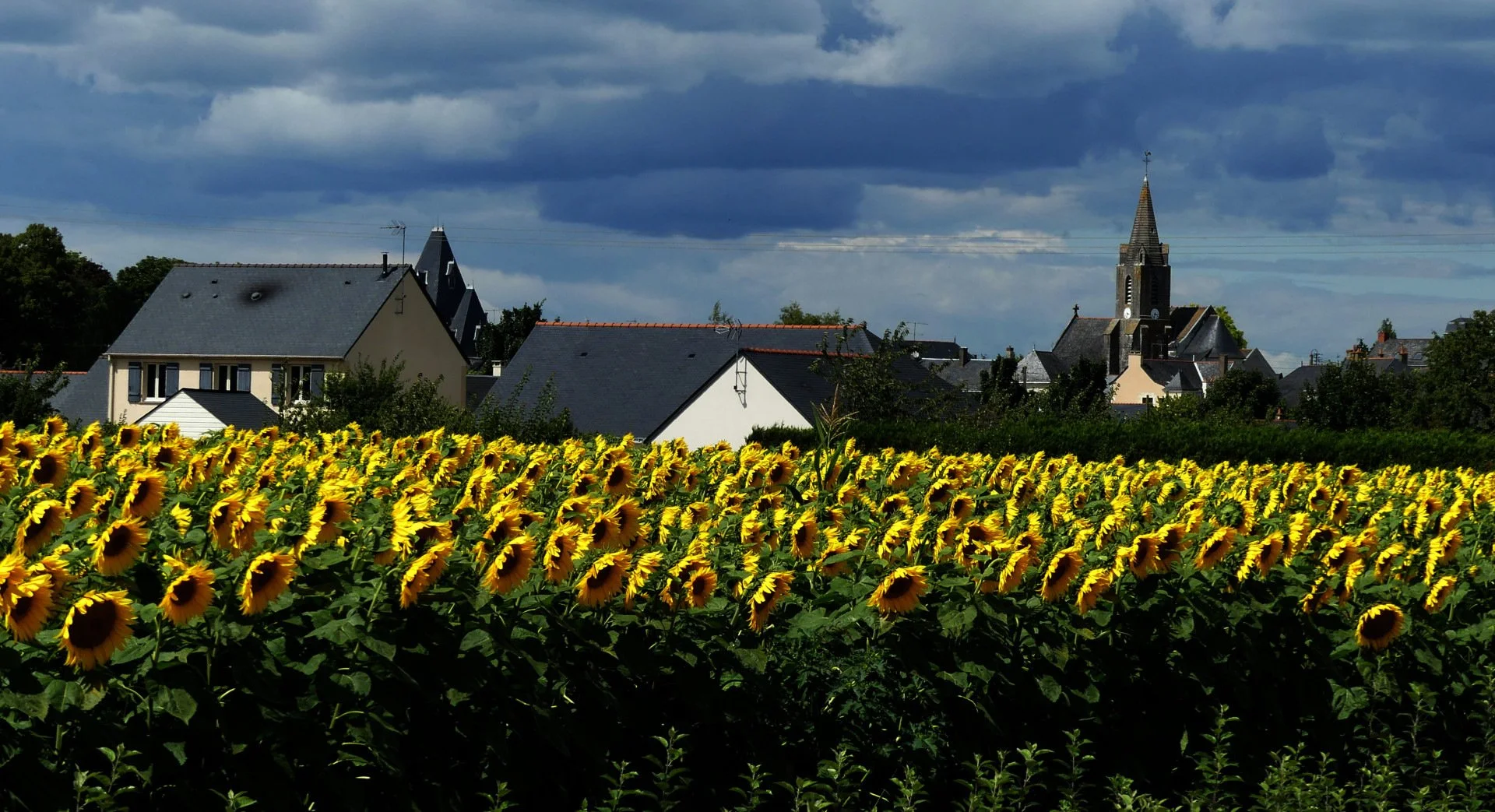 La-Saison-Des-Tournesols.jpg