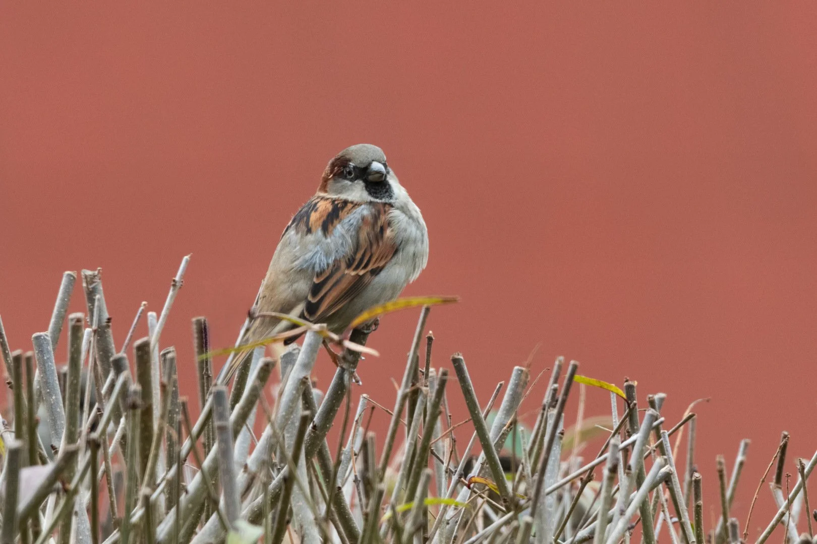 NB1221-03-f11s100iso1600.jpg