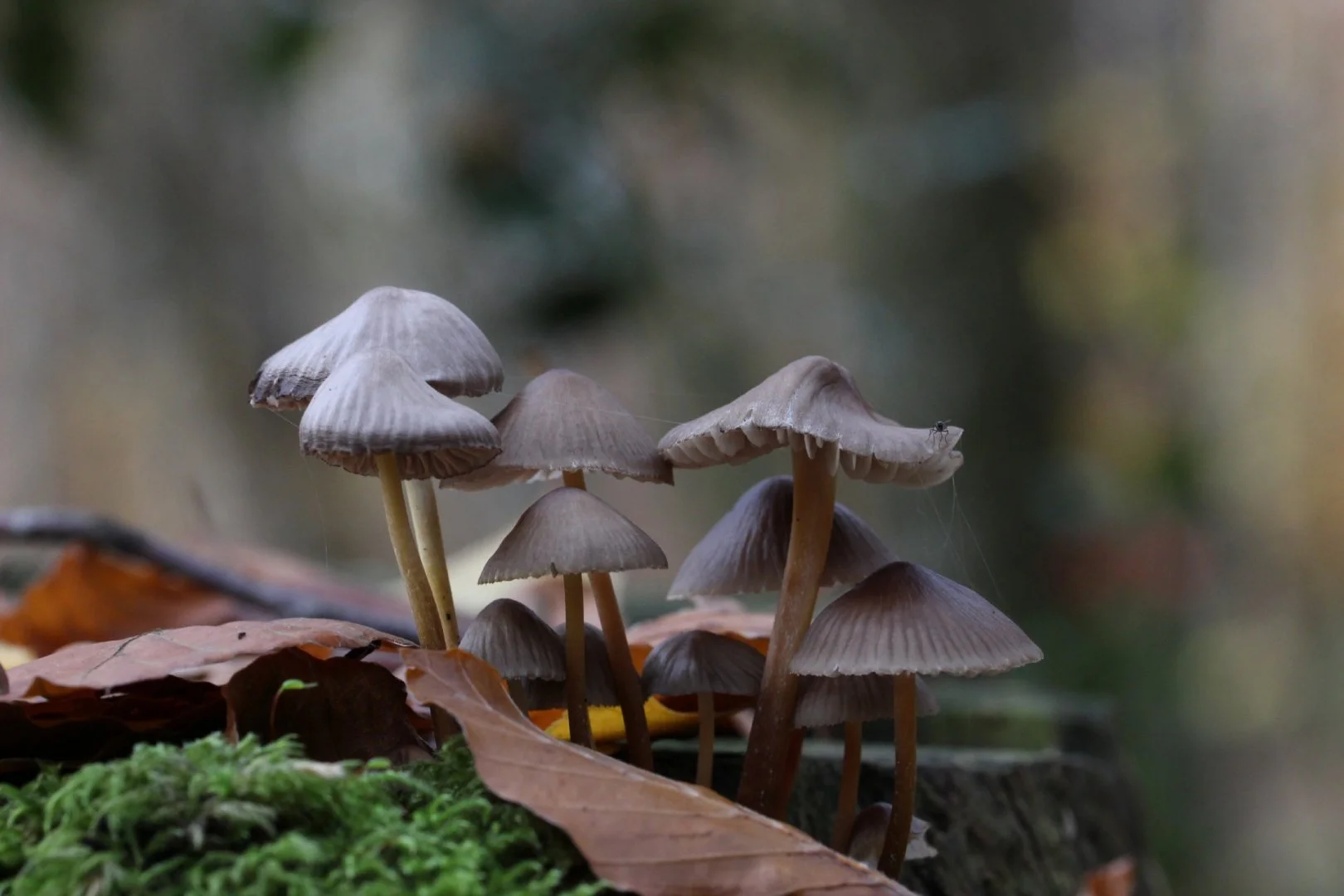 champignons.jpg