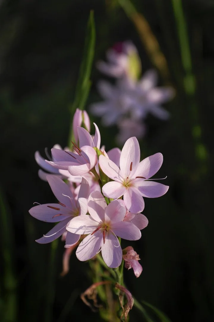 Schizostylis.jpg