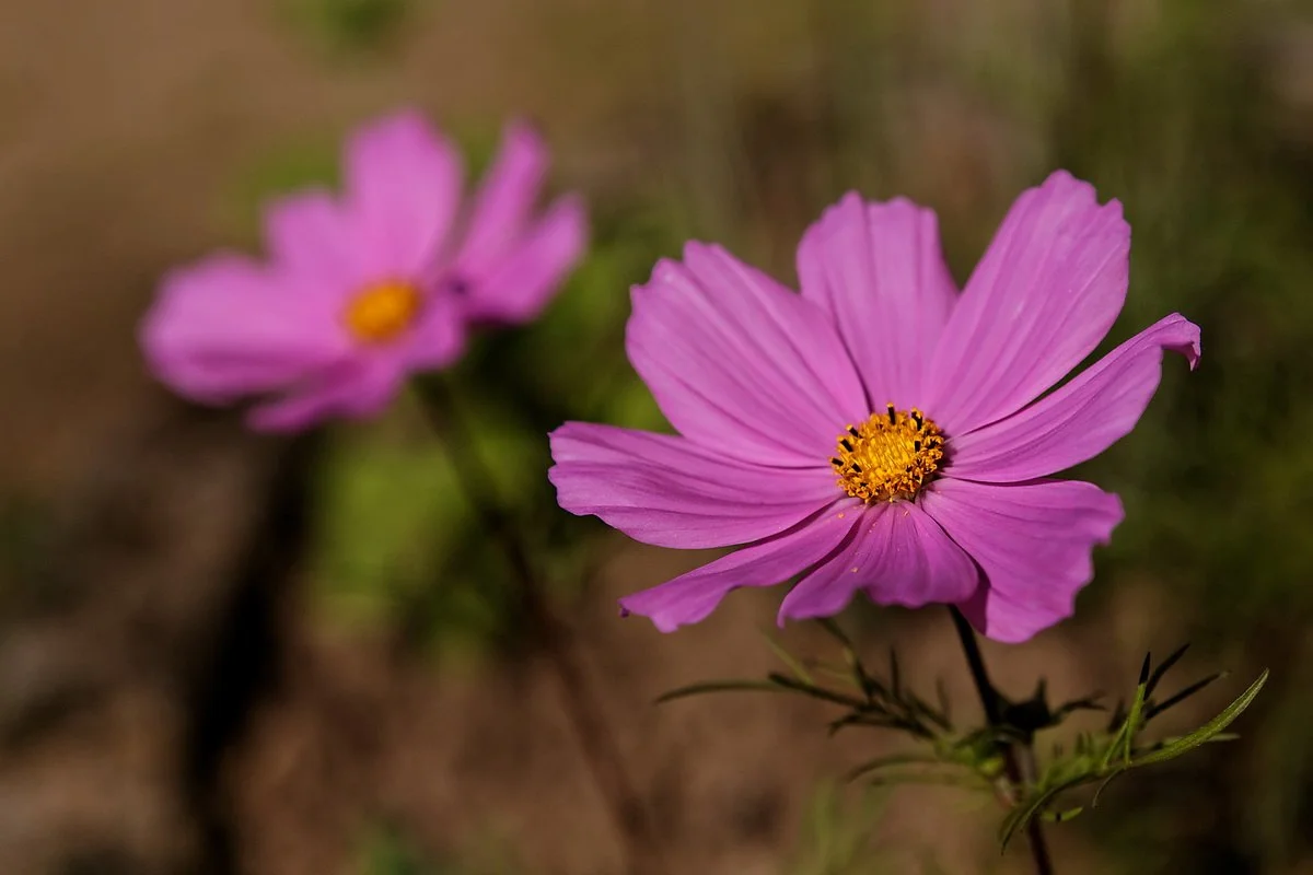 31-cosmos.jpg