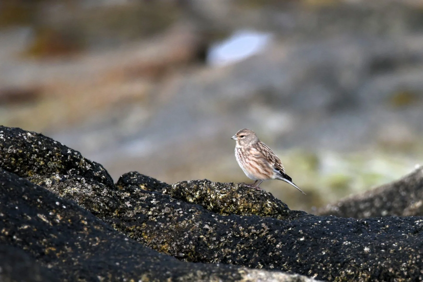 HM-Pipit-maritime-Mod-S-Vit1250s-f7.1-ISO-1600-Penmarch-DSC_8662.jpg