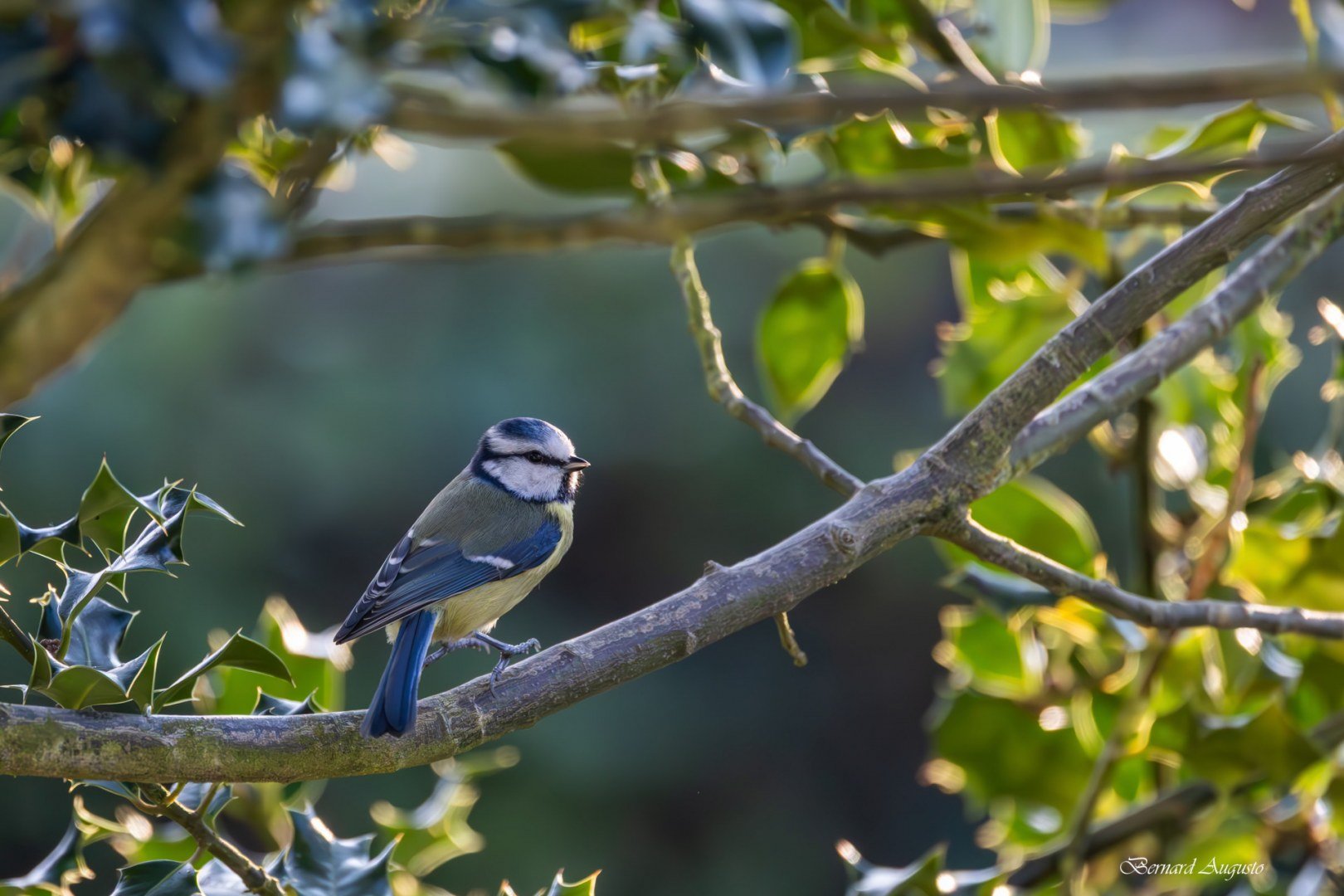 BA-02-03-25-Mesange-bleue.jpg