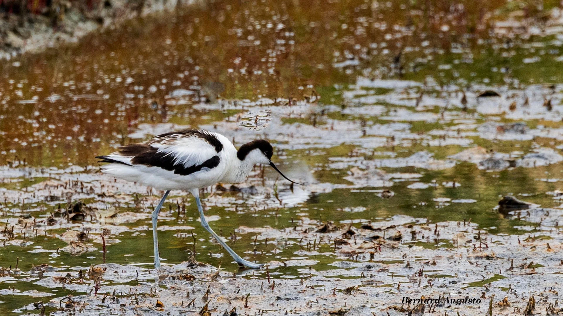 BA-06-Une-avocette-elegante-a-Guerande.jpg