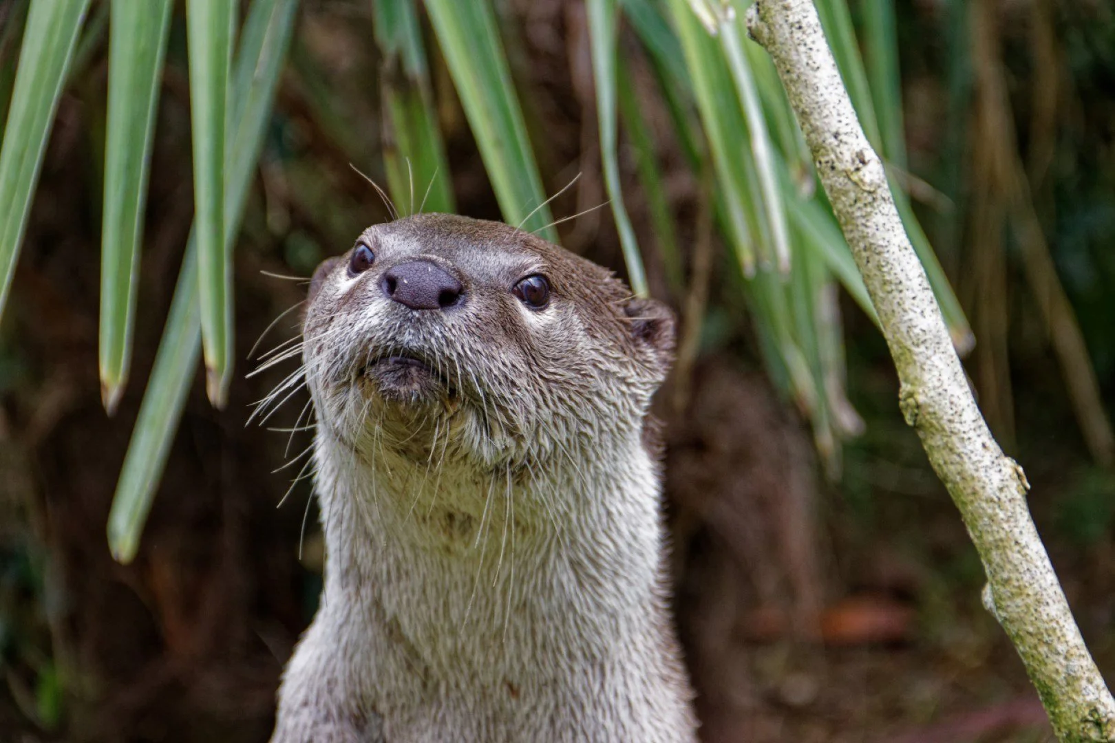 Loutre-cendree.jpg