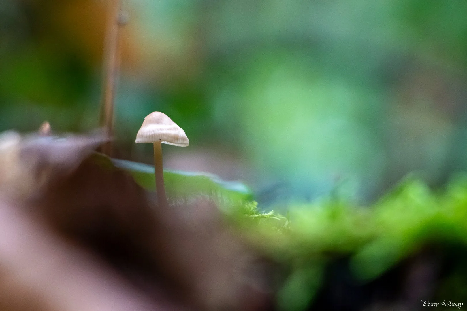09-25-P-D-Nature6.jpg
