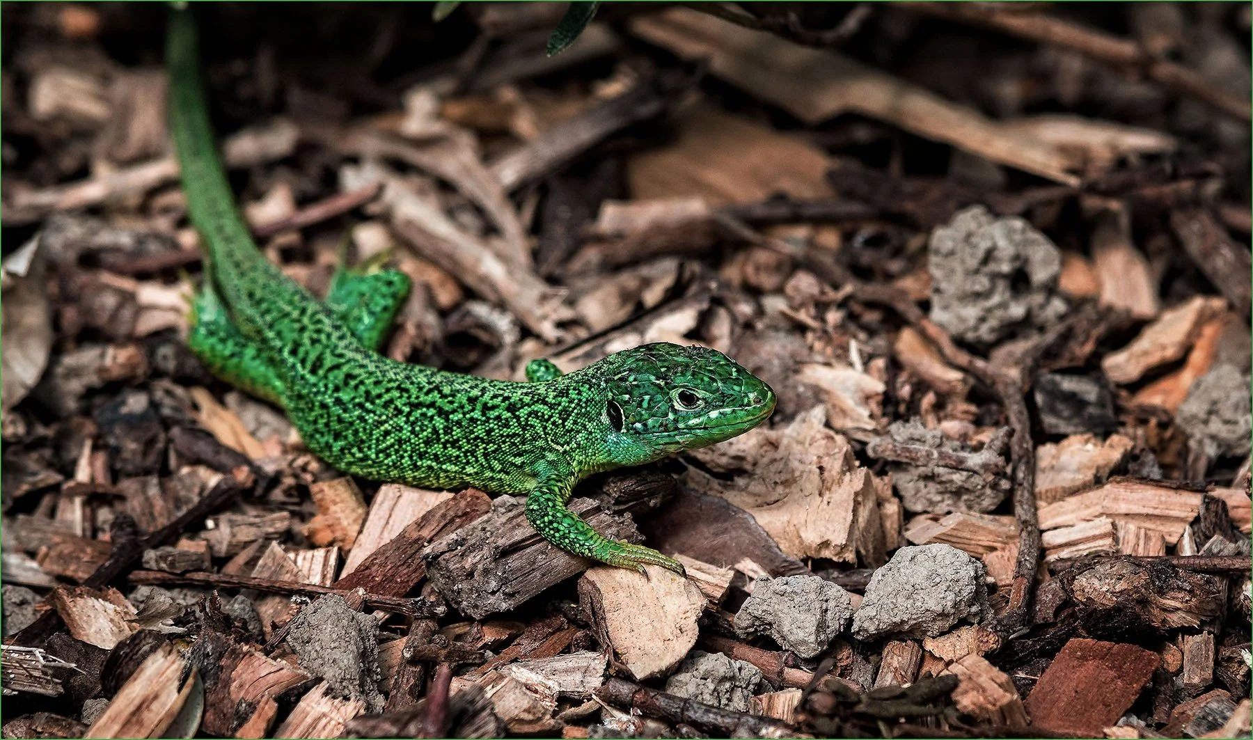 Lézard-vert-dans-mon-jardin.jpg