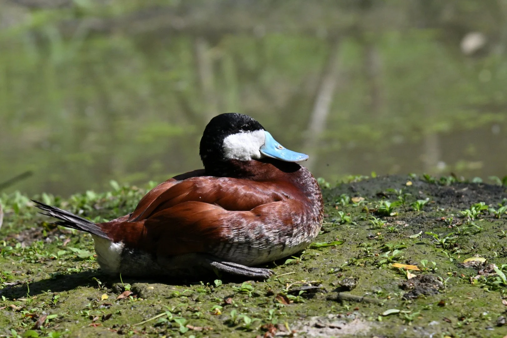 HM-Erismature-Rousse-Mod-120mm-S-Vit4000s-f6.3-ISO800-Les-Oiseaux-du-marais-Poitevin-DSC_2285.jpg