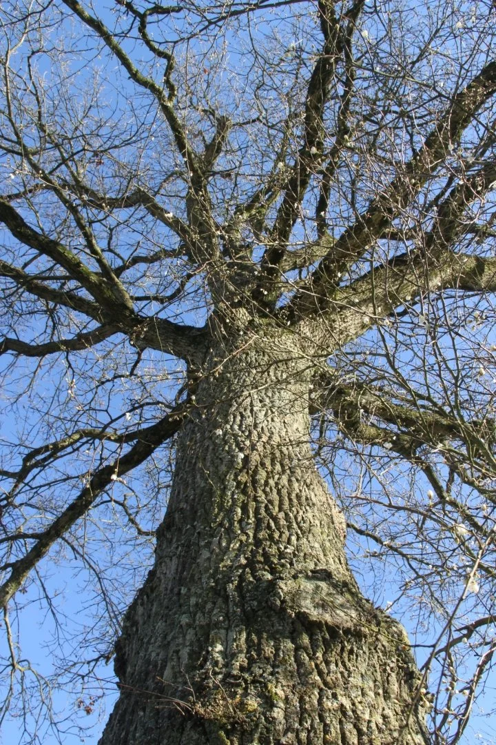 Sans-titre-04.jpg