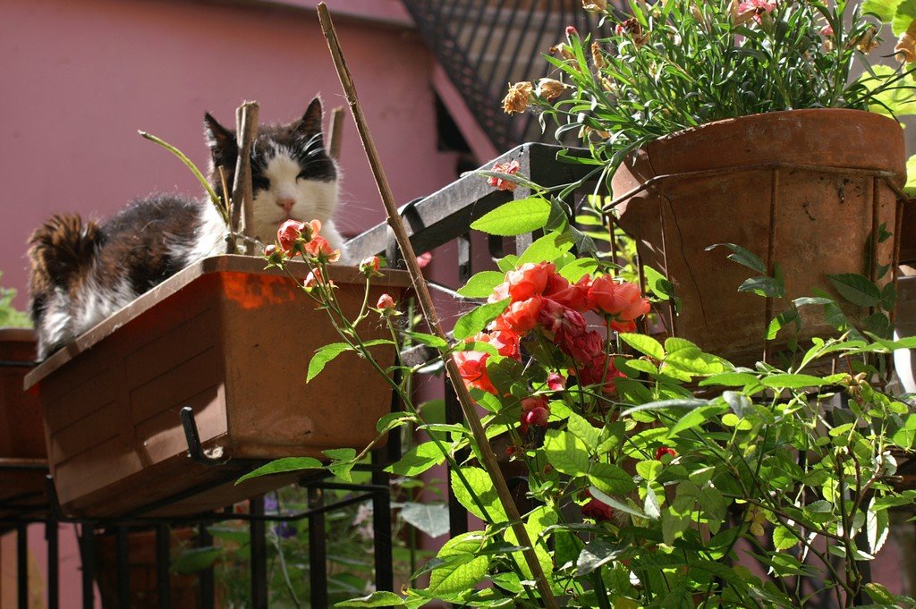 72-chat-de-jardiniere.jpg