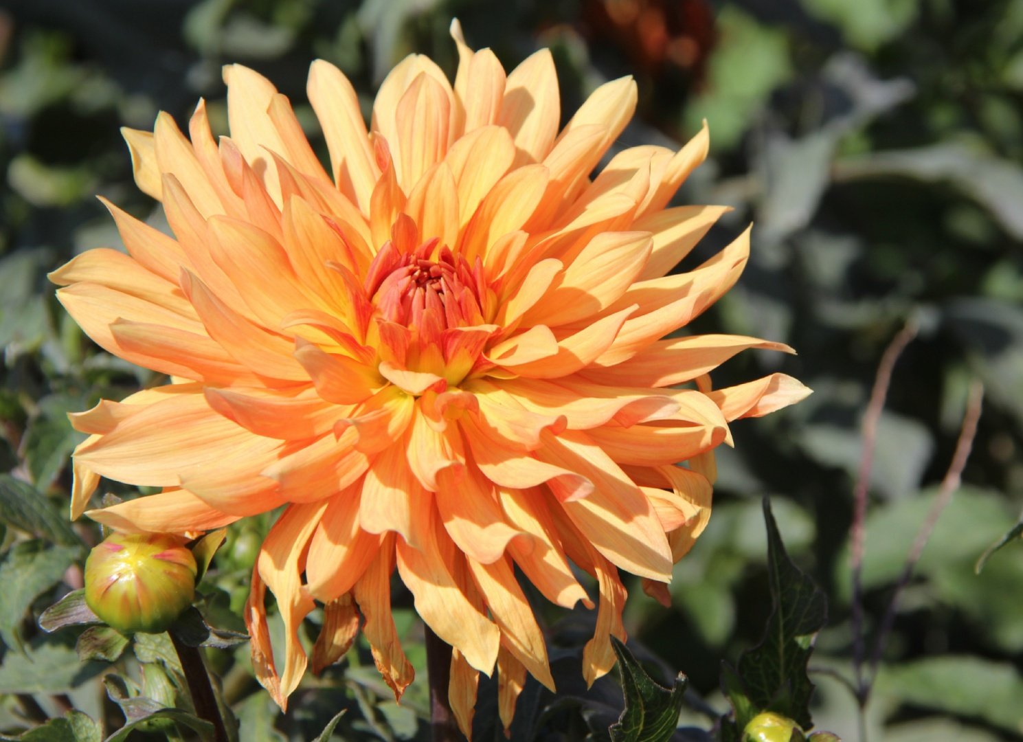 Dahlia-à-la-Bourdaiserie.jpg