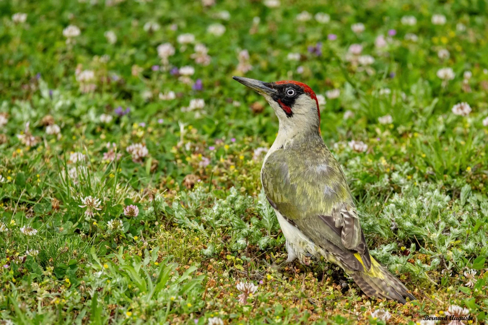 BA-08-Pic-vert-dans-mon-jardin.jpg
