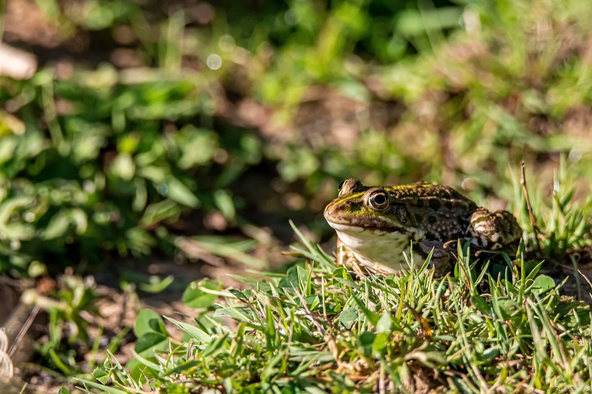 5-26 P-D  (8) Grenouille .jpg
