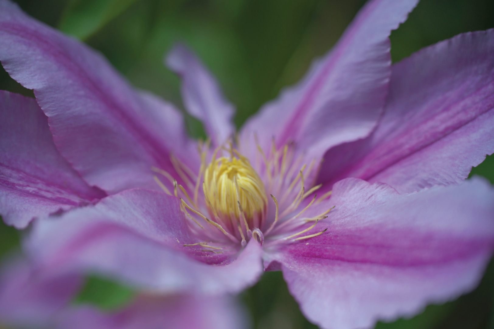Clematite.jpg