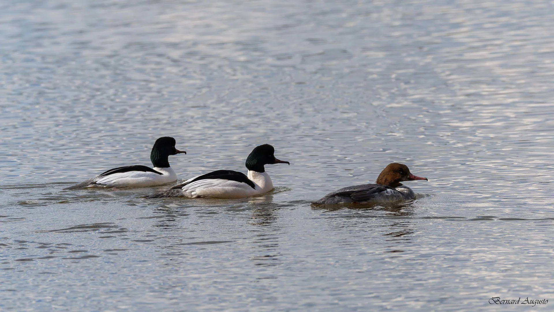 BA-06-03-25-A-Cantache-un-trio-de-harles-bievre-2-males-et-1-femelle.jpg