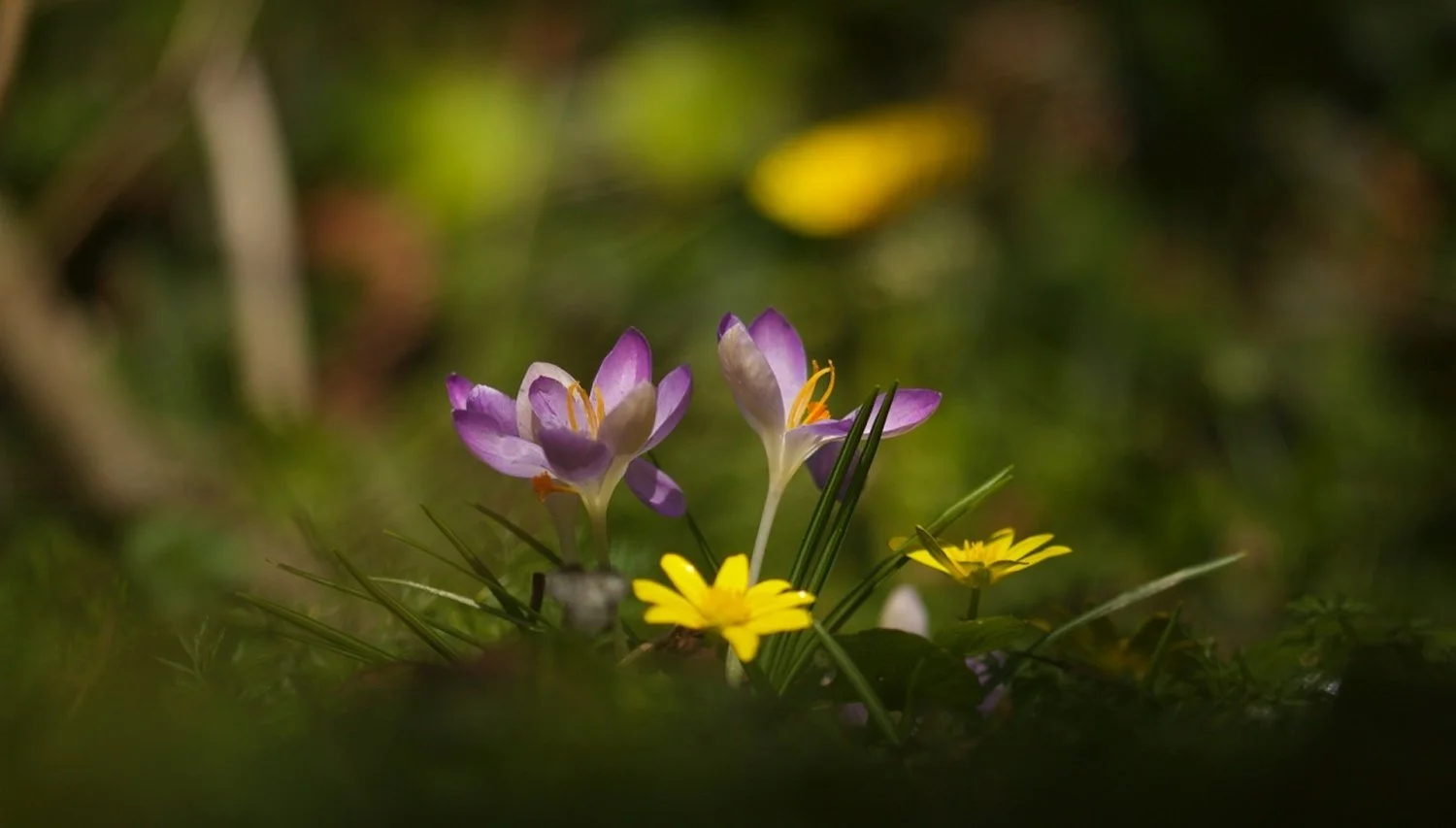 Entrez-dans-le-printemps_1.jpg