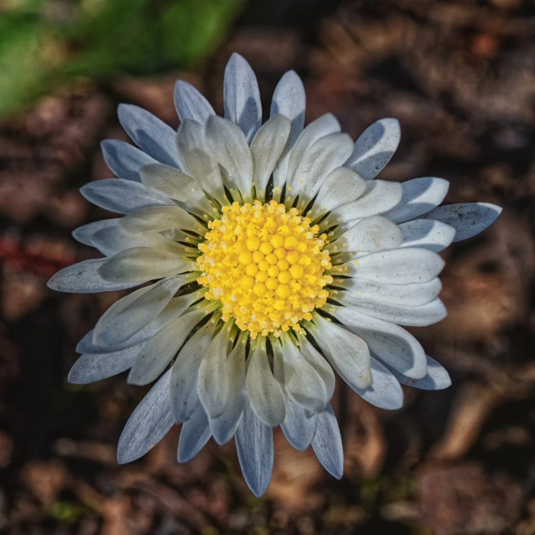 Marguerite_li.jpg