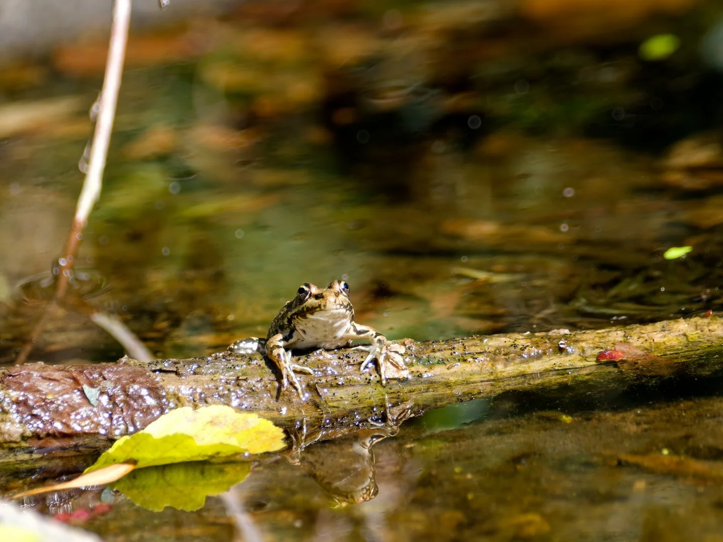 JV-OCT-2025Grenouille-moulin-neuf-de-Getigne-.jpg