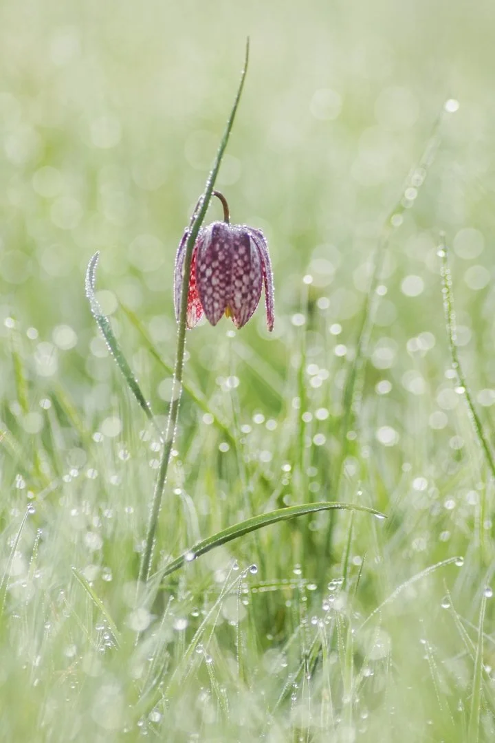 Fritillaires-2019-21.JPG
