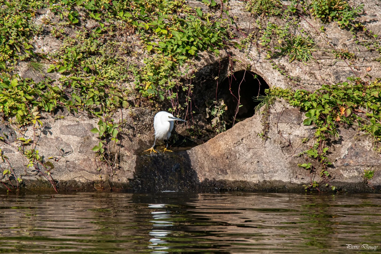 10-25-P-D-Aigrette-garzette12.jpg