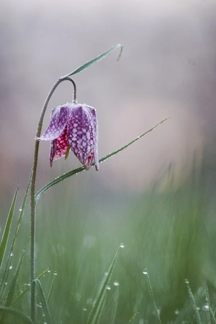 Fritillaires-2019-4.JPG