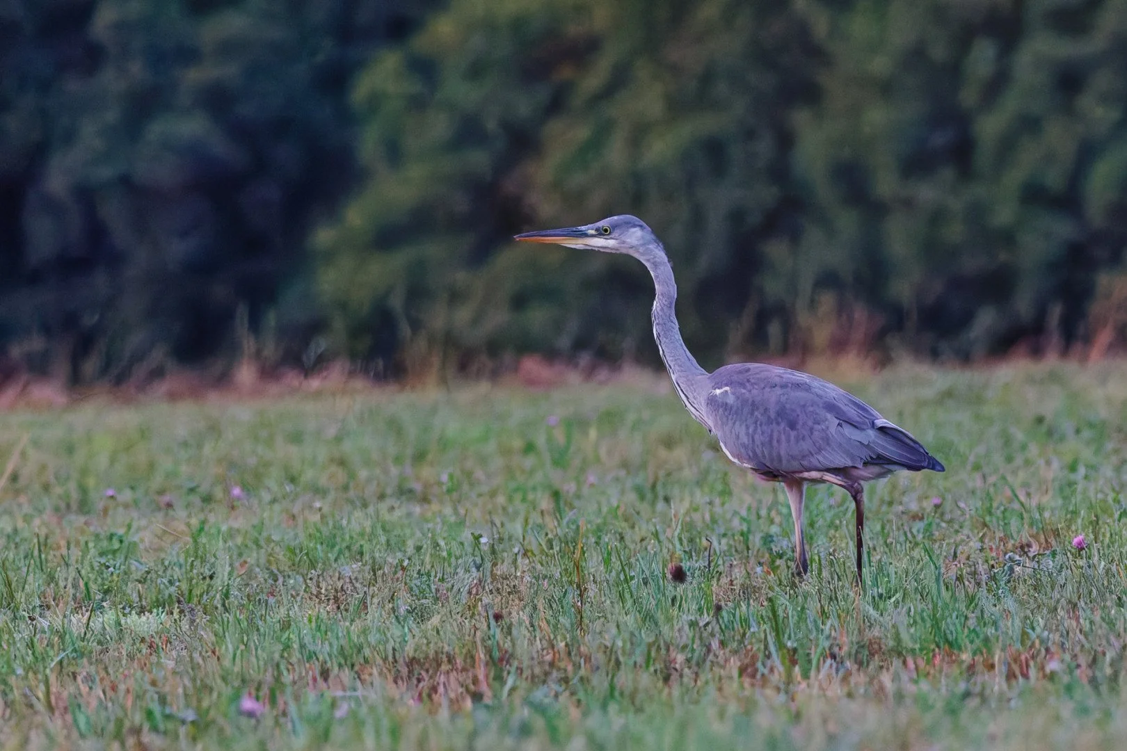Le-heron-cendre.jpg