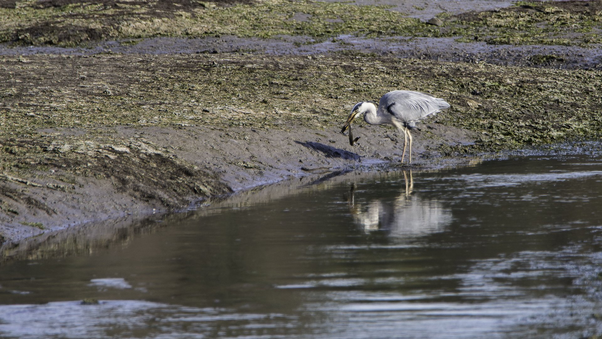 Heron-cendre_1.jpg