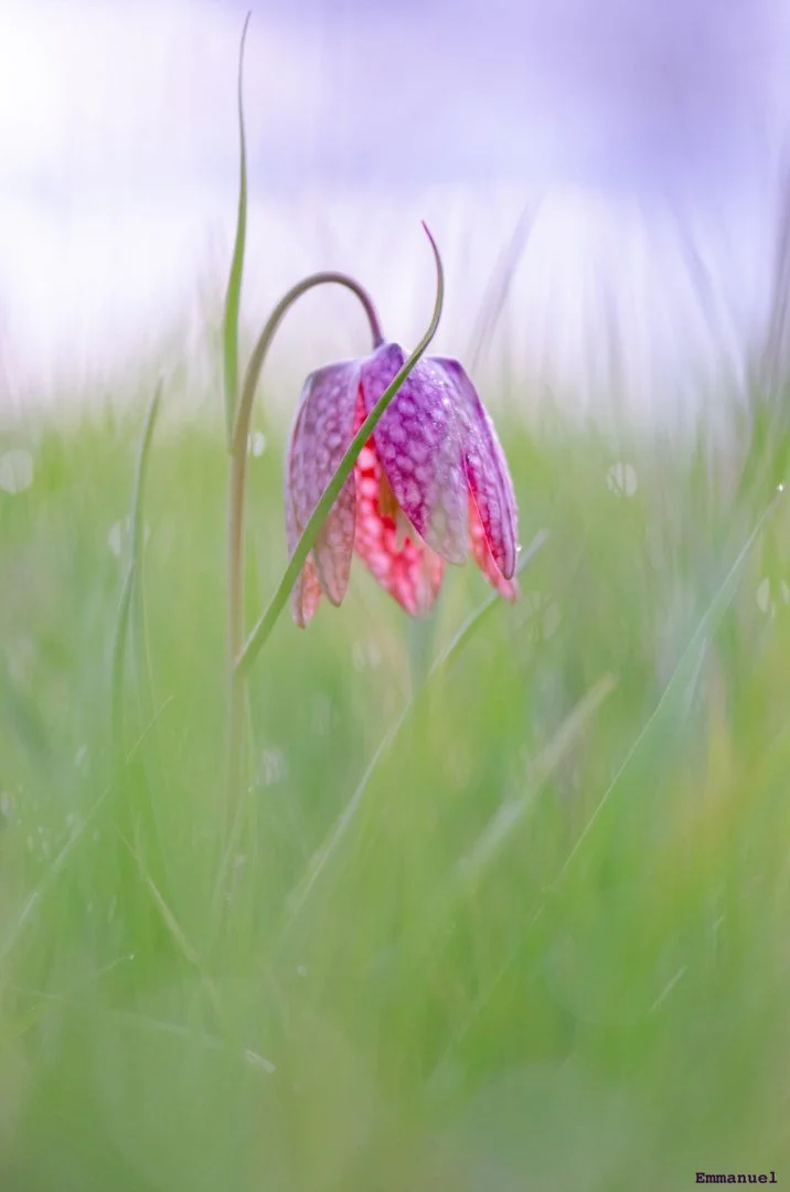 Fritillaires_avril_2021_21.jpg