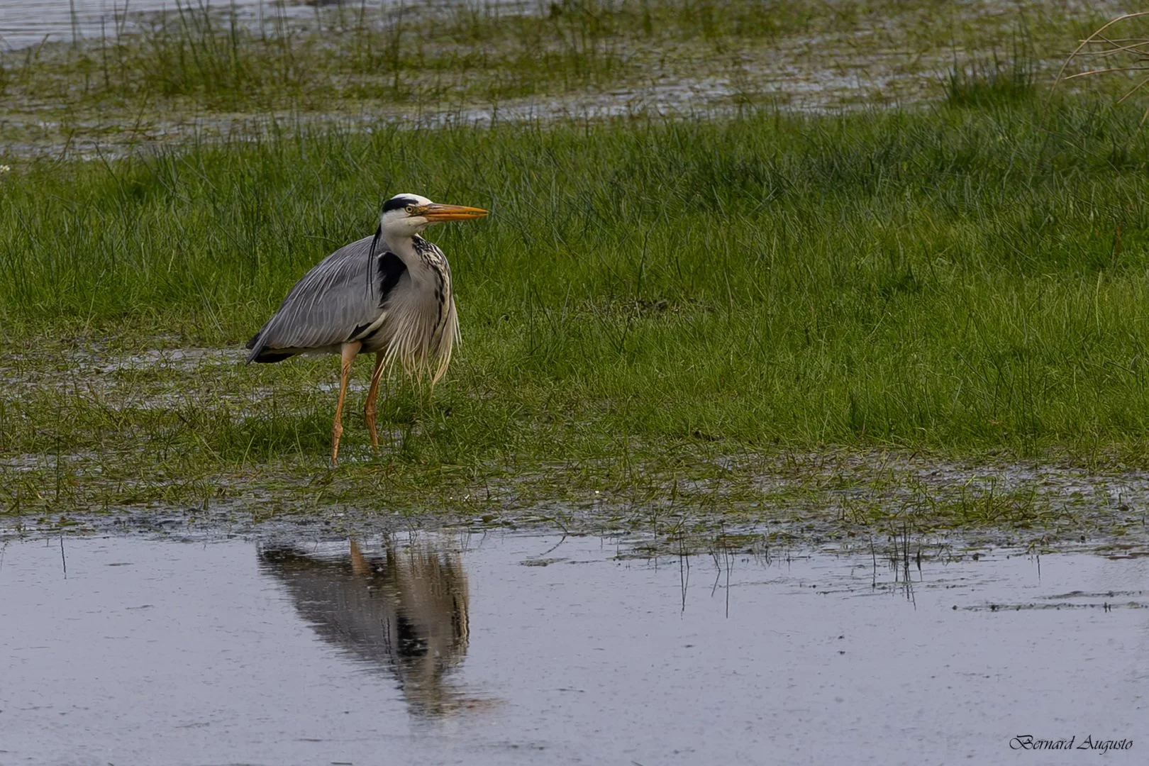 BA-19-04-25-Le-heron-a-revetu-sa-livree-de-fete.jpg