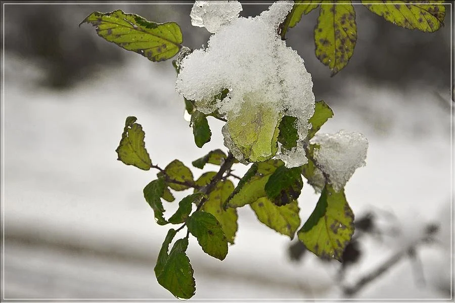 Hiver