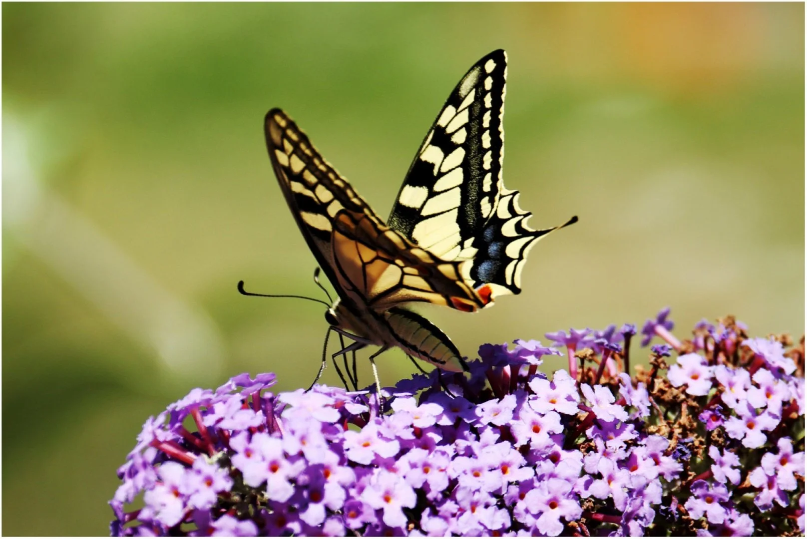 Papillon-Machaon.jpg