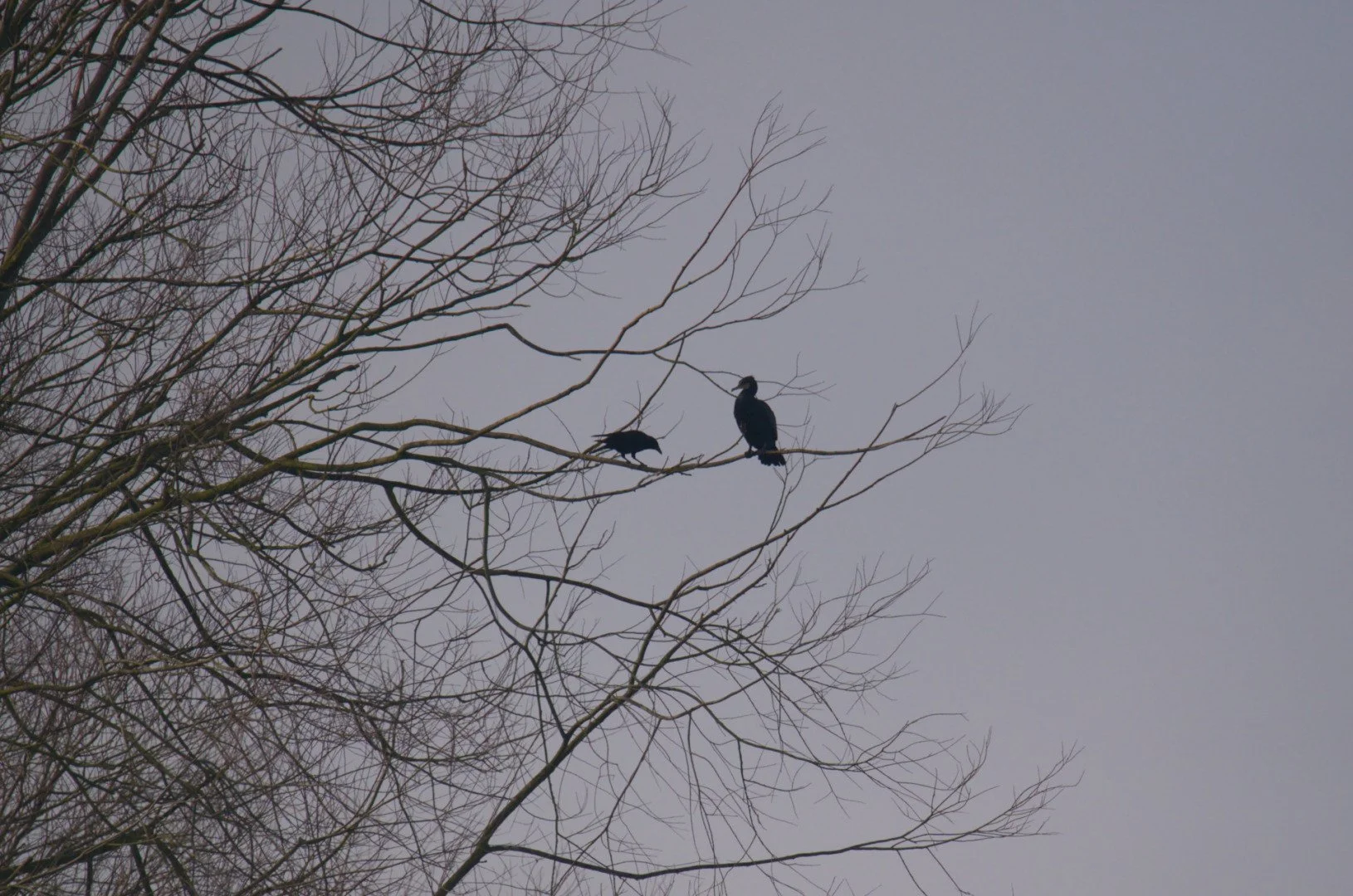 Cormoran_Et_Corbeau.jpg