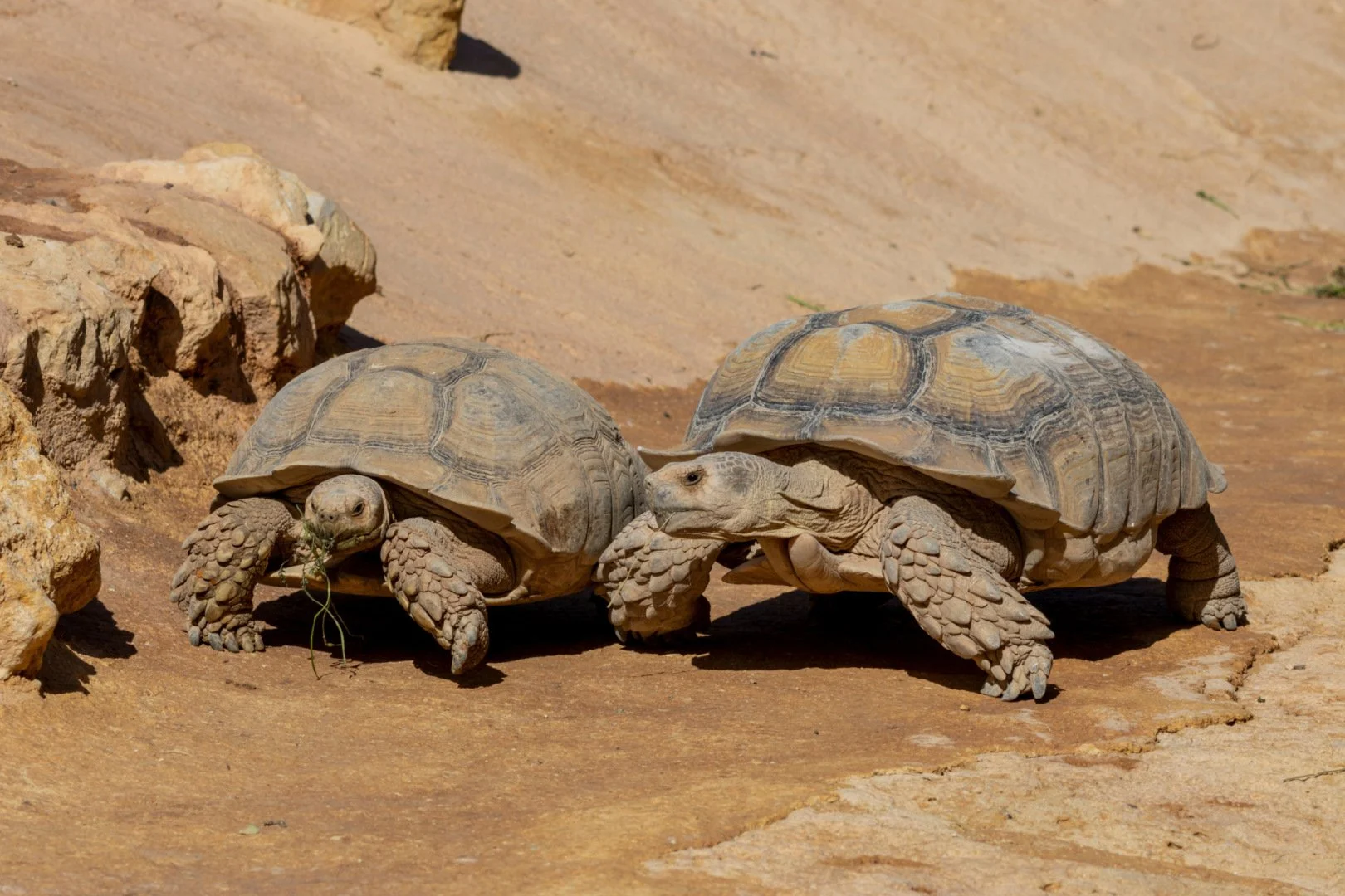 CB1023-Tortues.jpg