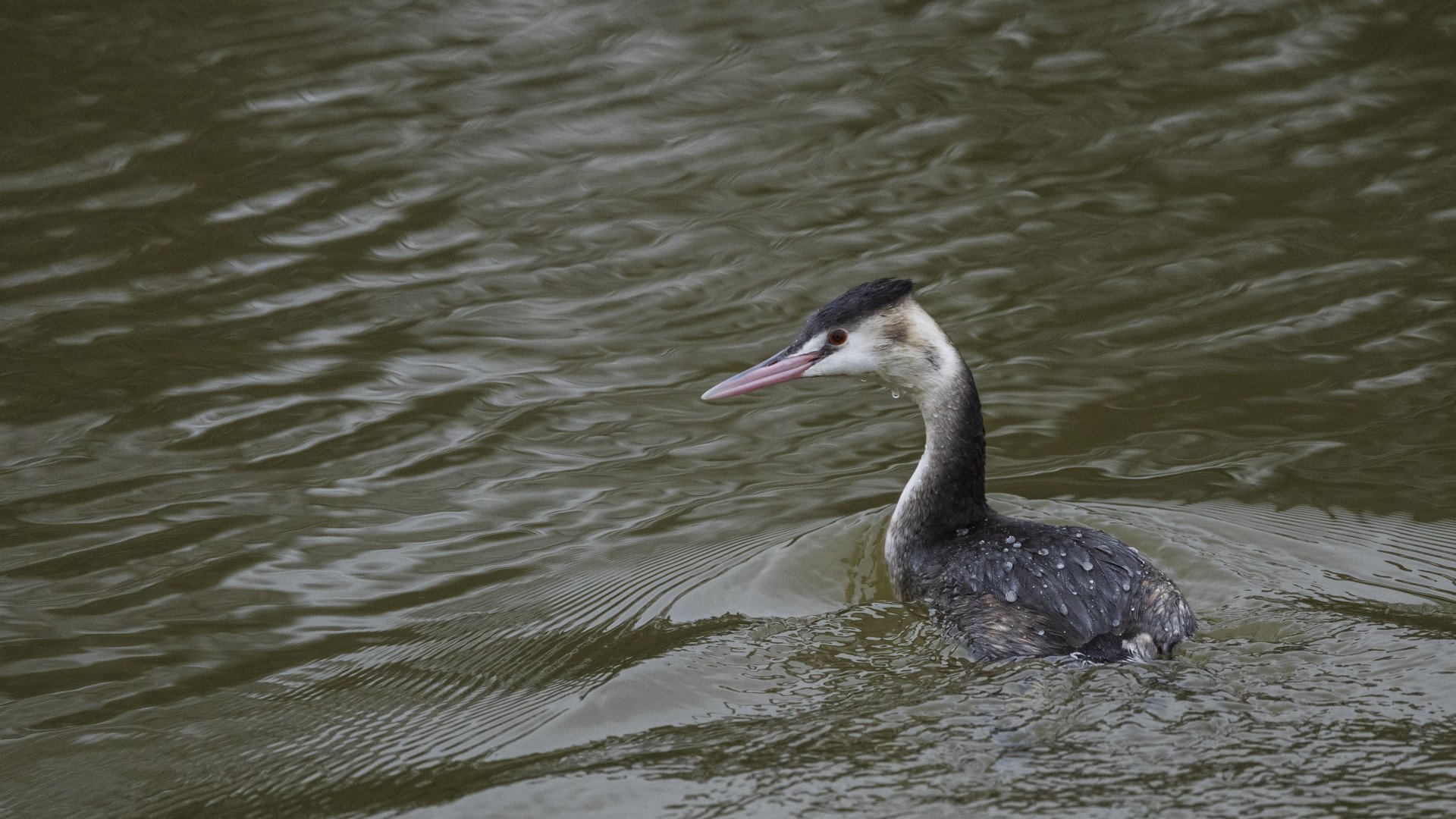 BA-08-Port-Brillet-Grebe-huppe-a-la-peche.jpg