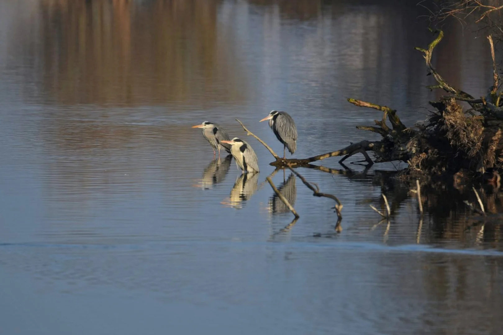 HM-Herons-cendres-Mod-M-Vit1600s-f6.3-ISO-320-lac-du-Maine-Anger-DSC_0080_01.jpg