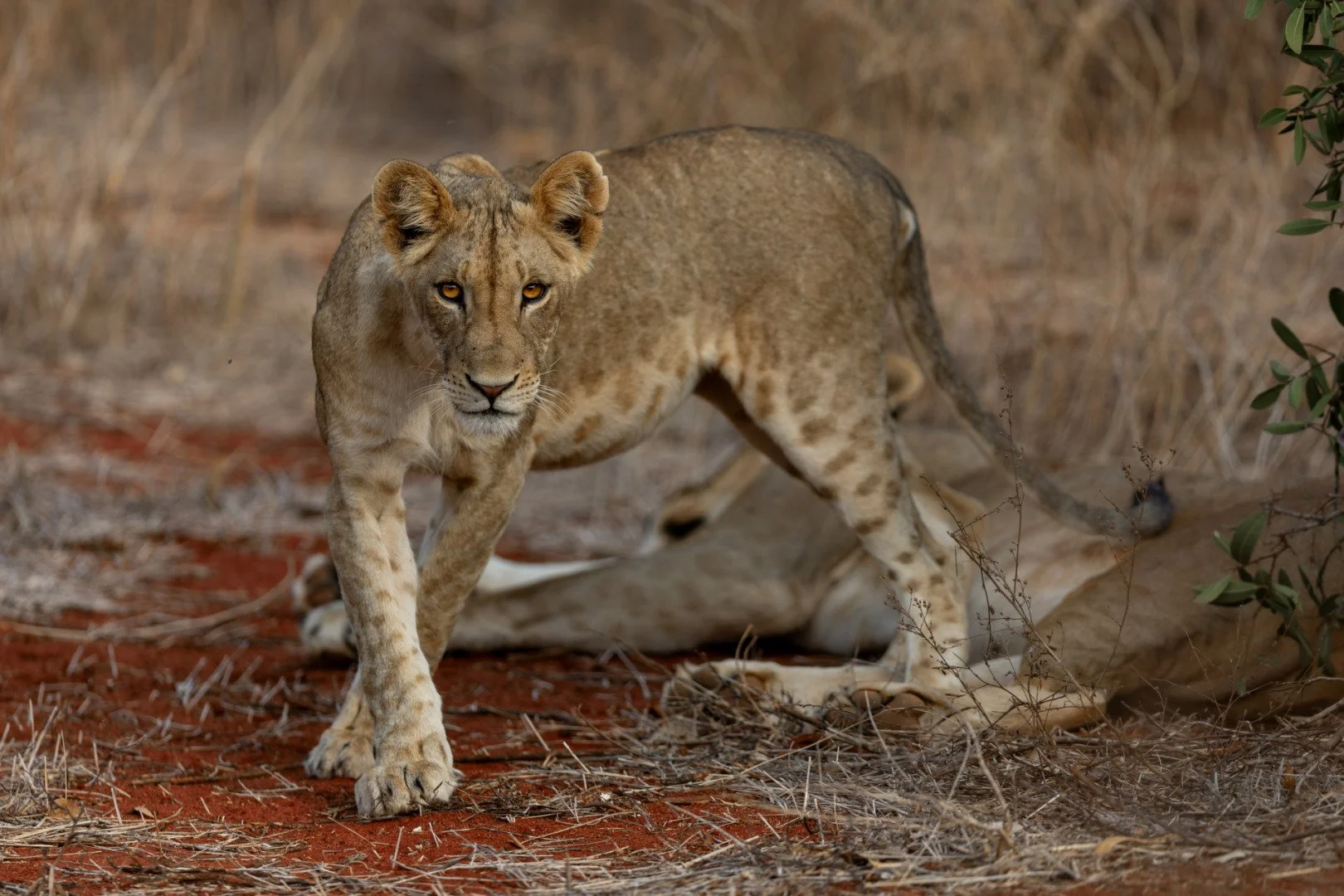 RG_1024_Lion4.jpg