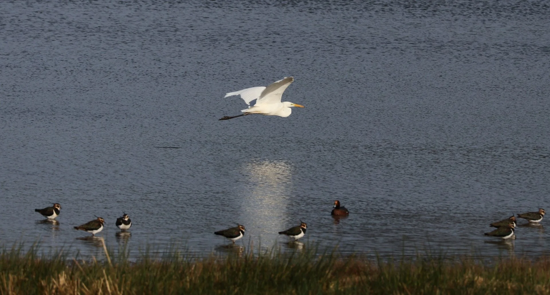 Jean-Pierre-Grande-Aigrette-en-vol-Etang-de-Careil-35-.JPG