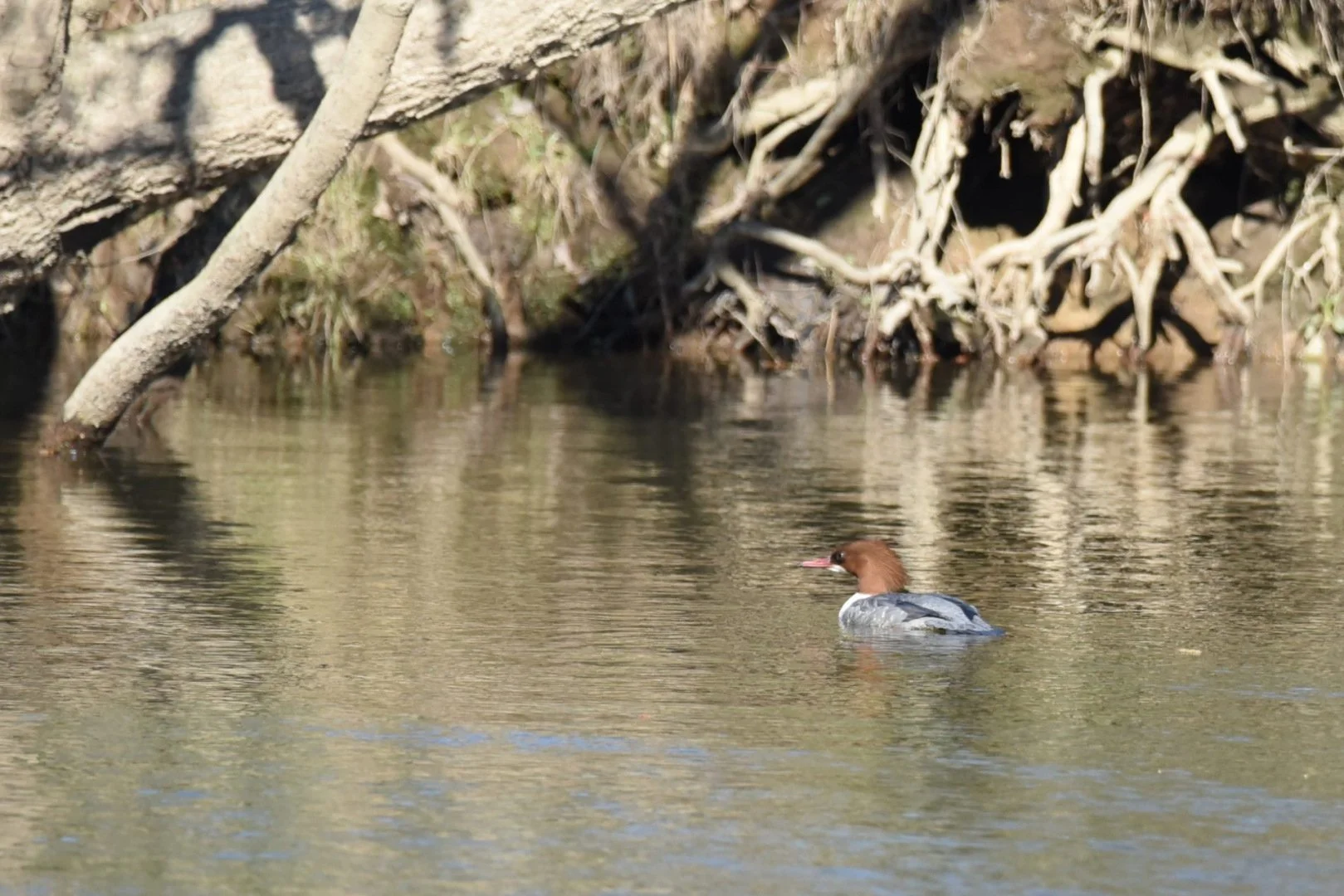 HM-DSC_3356_1.jpg