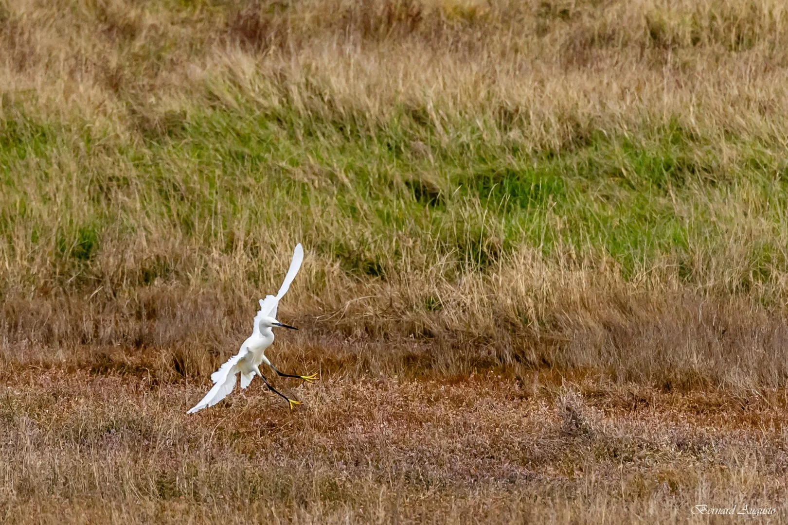 BA-09-02-25-Une-aigrette-a-Cherrueix.jpg