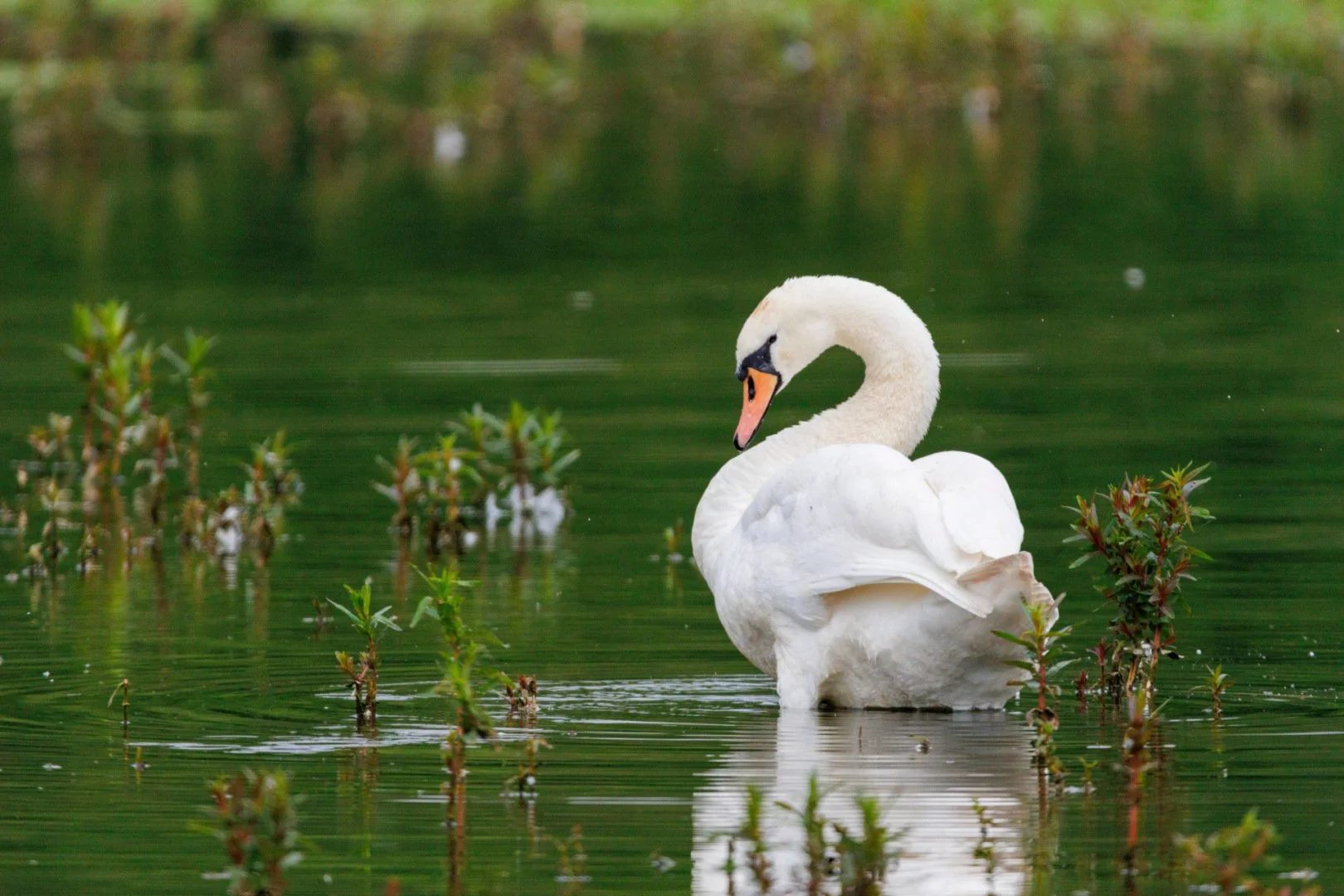 4-LD-0524-Cygne-tubercule.jpg