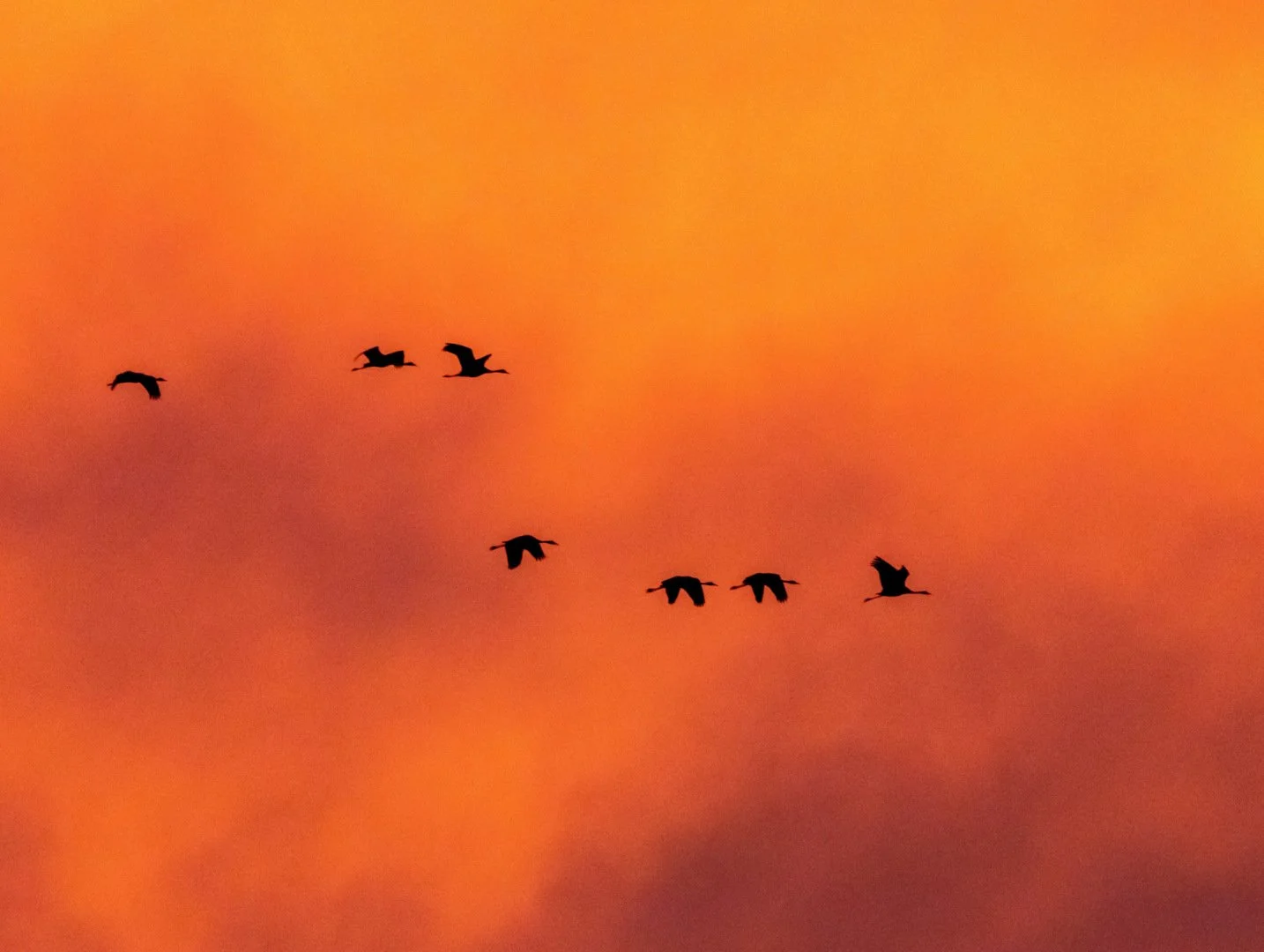 LD-11-23-grues-cendrees-18.jpg