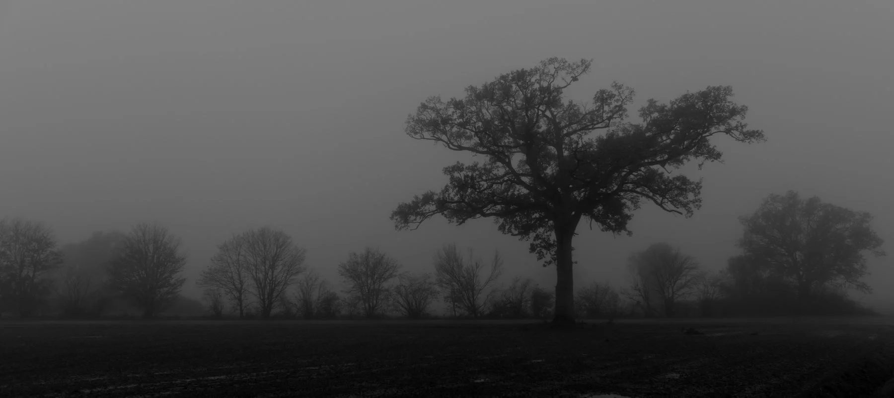 Dans-la-brume-automnale.jpg