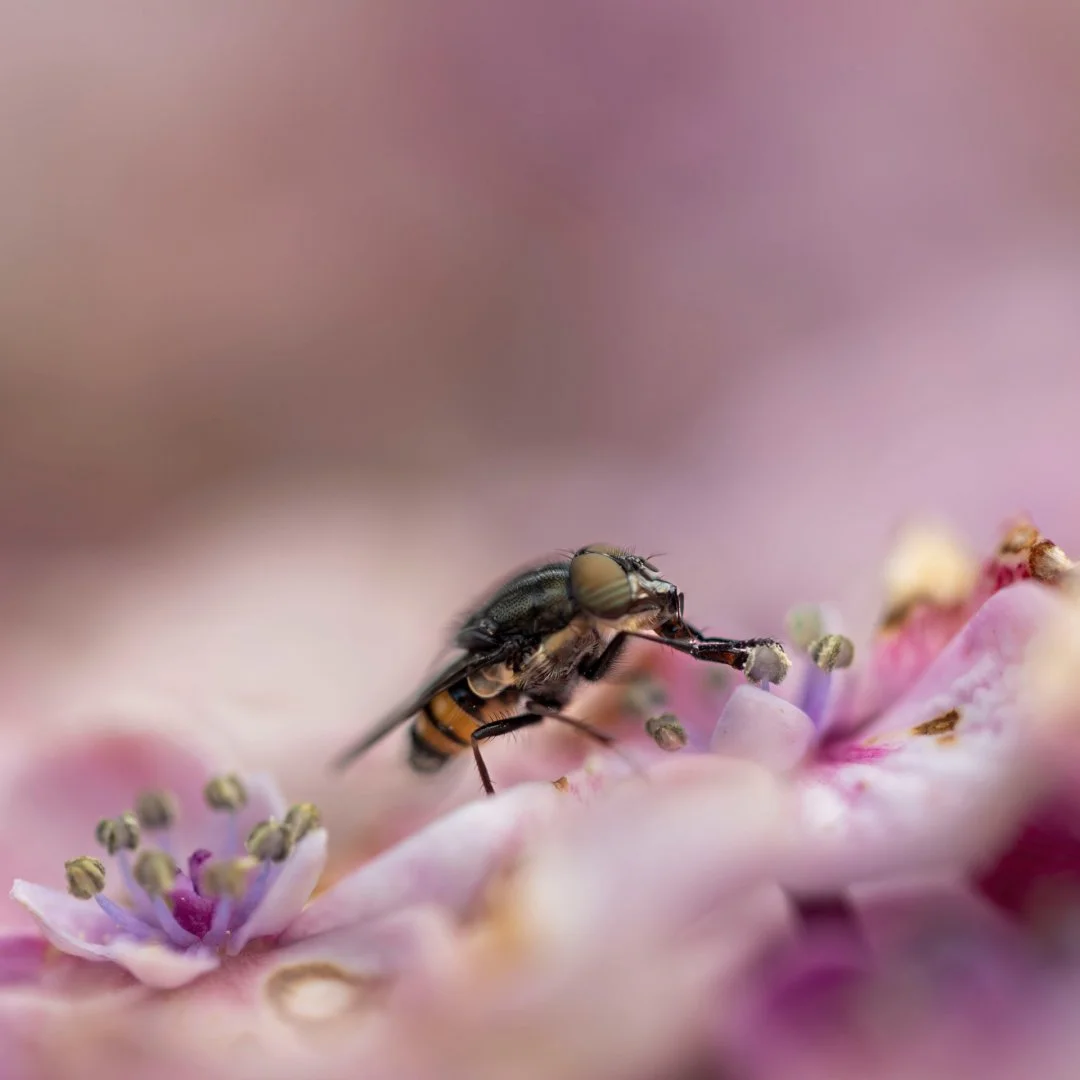 RG_0824_Mouche.jpg