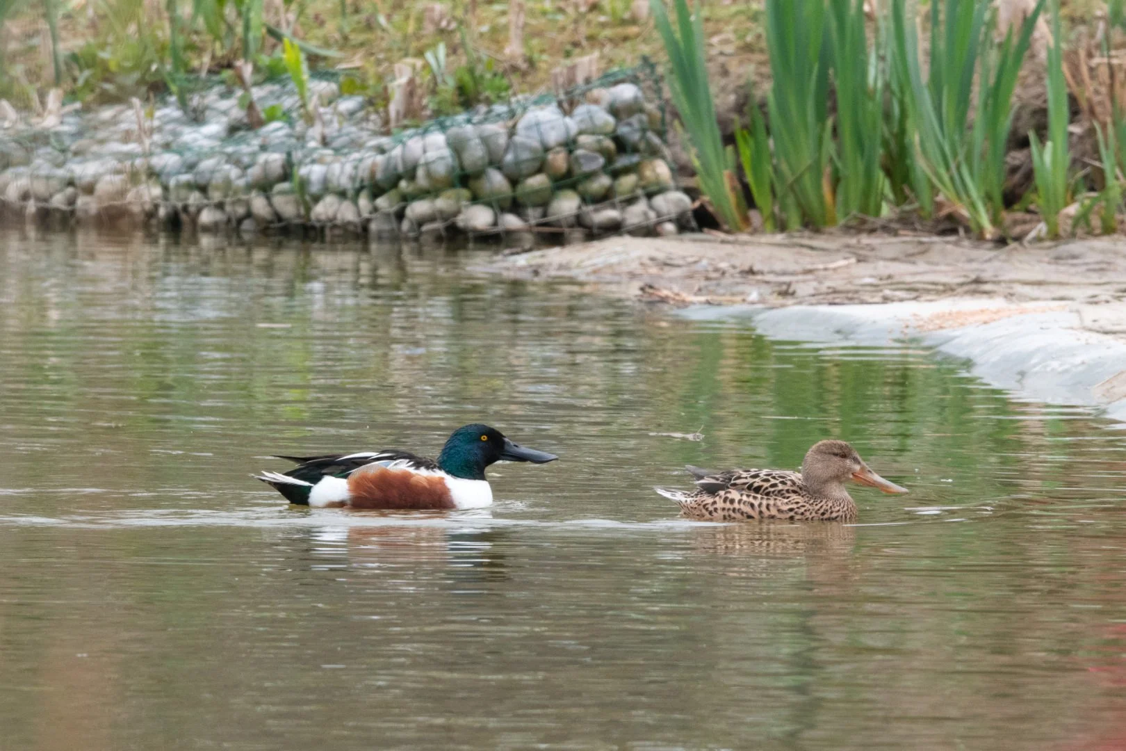 NB05-canard-souchet.jpg